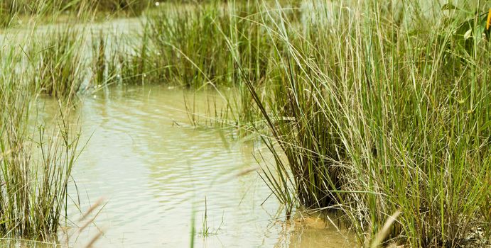 A hot afternoon by the side of wetland