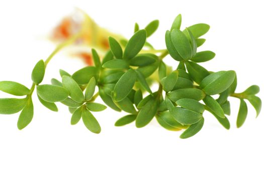 Green fresh cress close-up of white background