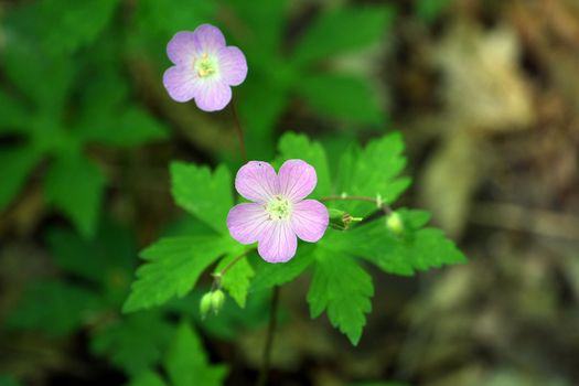 Wild Geranium Flower On Forest Floor