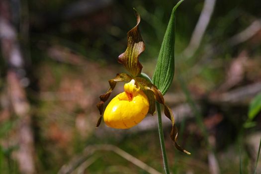 Yellow Lady Slipper Flower In MacGregor Point Provincial Park
