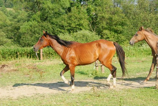 Beautiful brown horses in  horse stud farm