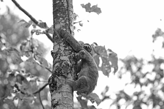 A Three-toed Sloth climbing down the tree in Manuel Antonio national park