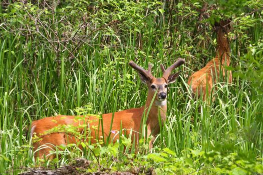 White-tailed Deer Two Bucks Feeding