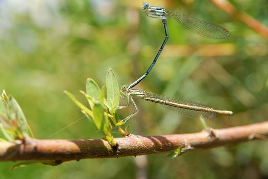 Dragonflies during the mating season on a branch close-up