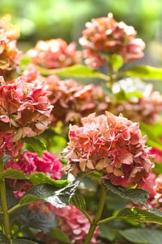 Colors of Hydrangea or Hortensia flowers in autumn - vertical