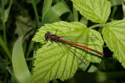 Large Red Damselfly (Pyrrhosoma nymphula) on a leaf