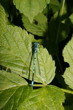 Azure Damselfly (Coenagrion puella) on a leaf