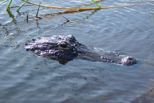 aligator on surface of water