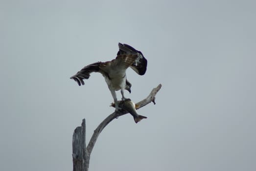 Osprey