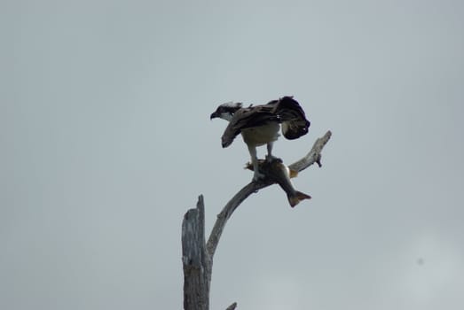 Osprey feeding
