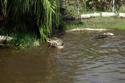 aligator feeding
