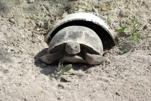 turtle in pipe