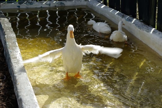 goose flapping wings