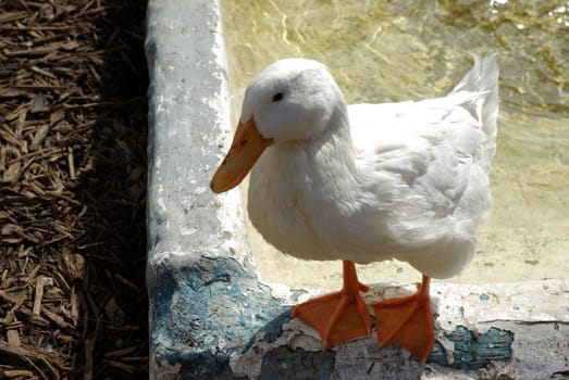 Goose