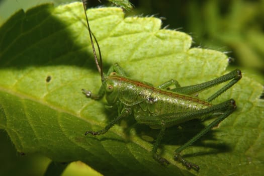 Early larval stage of the large green grasshopper (Tettigonia viridissima) in the biotope