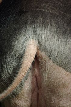 pigs ass