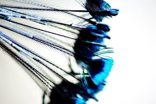 peacock plumage