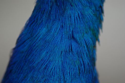 peacock neck