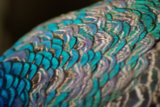 peacock feathers