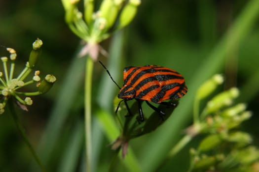 Strip bug (Graphosoma lineatum) on a blossom