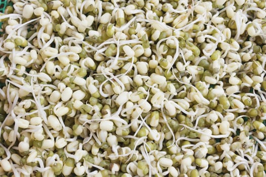 Heap of green bean sprouts background