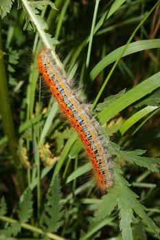 Buff-tip (Phalera bucephala) - Caterpillar on a plant