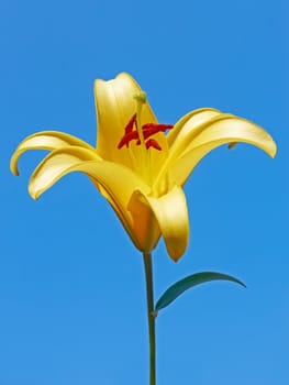 Big yellow lily flower against a blue sky