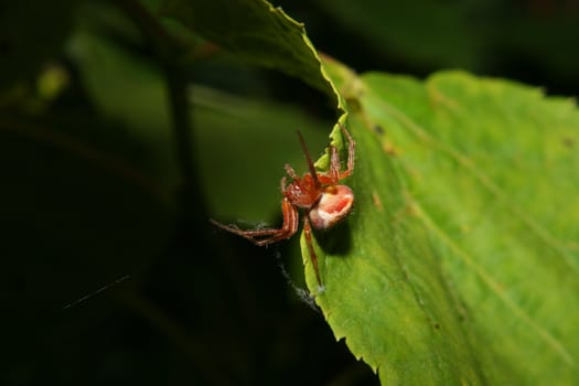 Orb-weaving spiders (Araneus) in their Net