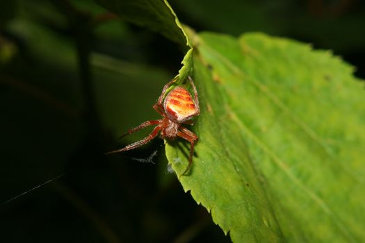 Orb-weaving spiders (Araneus) in their Net