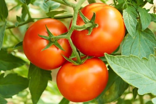 Bunch with three big red tomatoes growing in the greenhouse