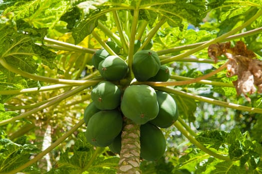 Carica papaya pawpaw tree classical tropical fruit