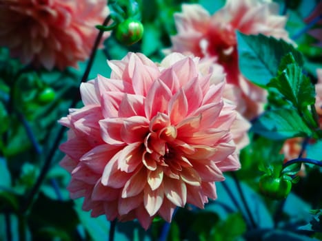 Beautiful orange Dahlia flower in the garden