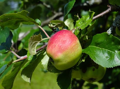 A red and green coloured apple on a tree