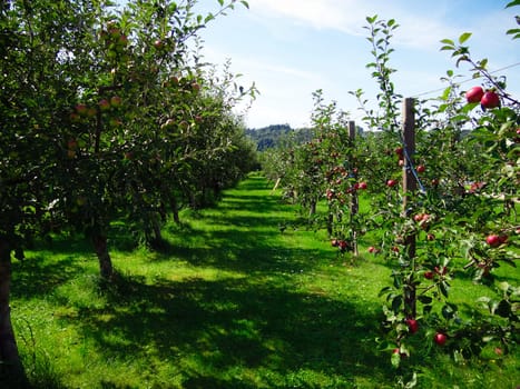 Apple trees with red and green apples