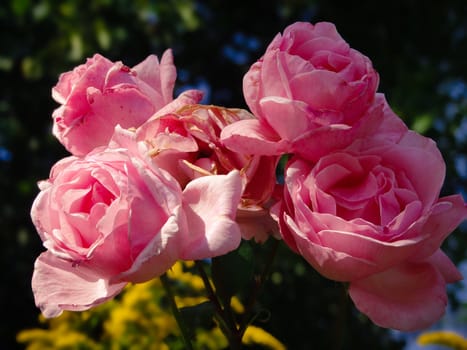 Some blooming and some withering pink roses