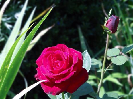 One blooming red rose and a red rose bud