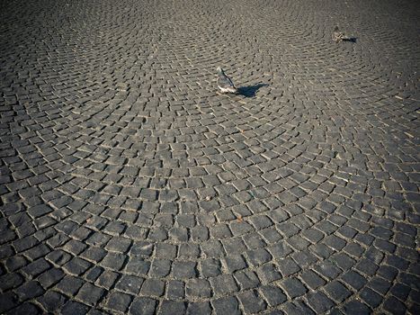 Two doves stalk on grey cobblestone pavement