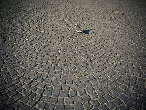 Two doves stalk on grey cobblestone pavement