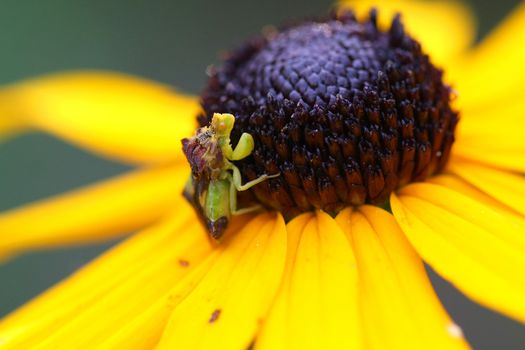 Ambush Bug Phymatinae on Black-eyed Susan Flower