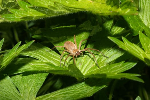 Nursery web spider (Pisaura mirabilis) - Female on a leaf