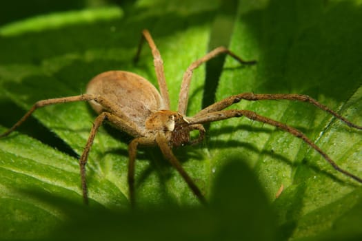 Nursery web spider (Pisaura mirabilis) - Female on a leaf