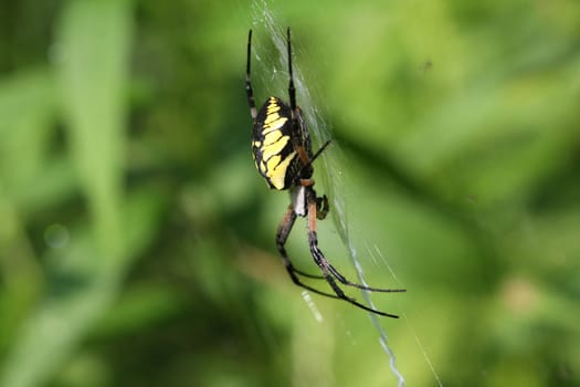 Black and Yellow Garden Spider Female in web