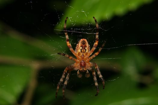 European garden spider (Araneus diadematus) - Male in the Net