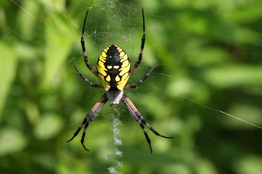 Black and Yellow Garden Spider Female in web