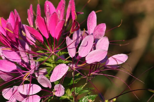 Cleome or spider flower in early morning sun