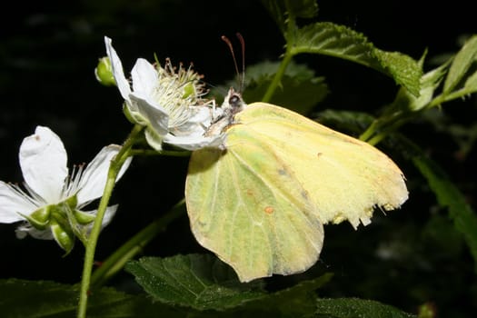 Decrepit Common Brimstone (Gonepteryx rhamni) on a plant