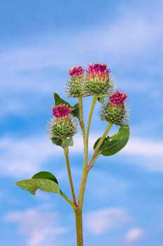 Inflorescences of burdock against the background of clouds and blue sky. Flowers wrapped in cobwebs