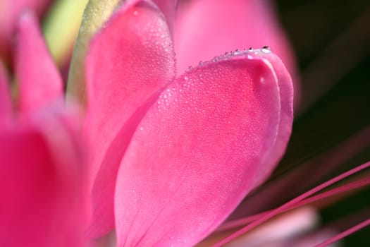Cleome or Spider Flower with dew drops early morning