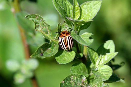 Colorado Potato Beetle Leptinotarsa decemlineata feeding in morning sun