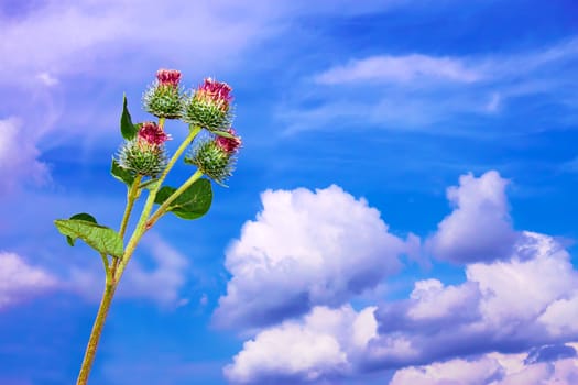 Burdock inflorescences against the background of clouds and blue sky. Flowers wrapped in cobwebs